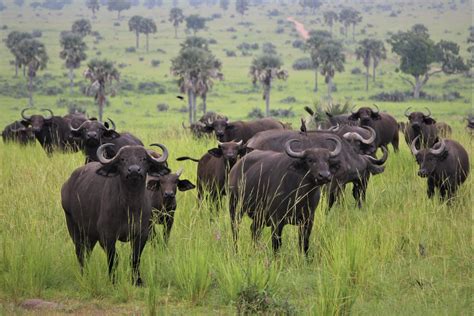 elizabeth national park uganda